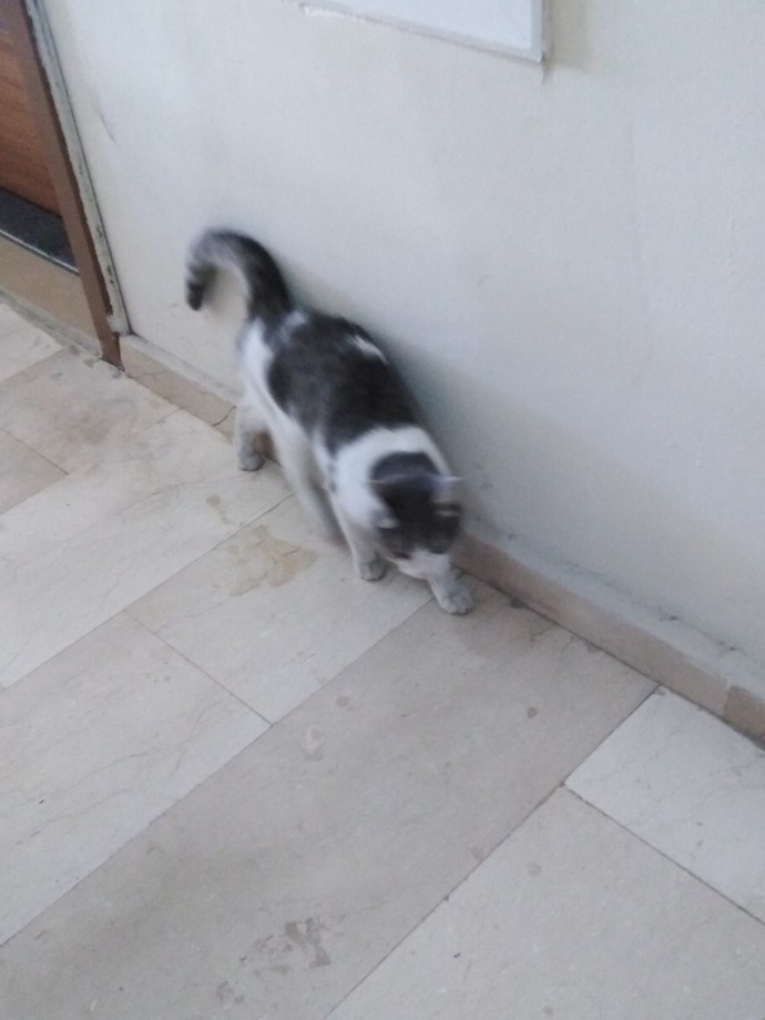 Evinize kadar girmek isteyen bir dostunuz var mı😸?