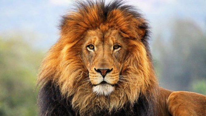 Erkek aslan mı, dişi aslan mı daha estetik görünüşe sahip sizce?