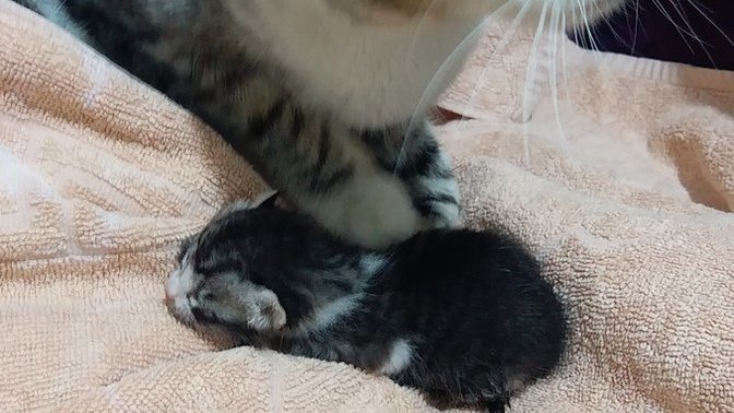 Yeni doğmuş kediye nasıl bakılır?