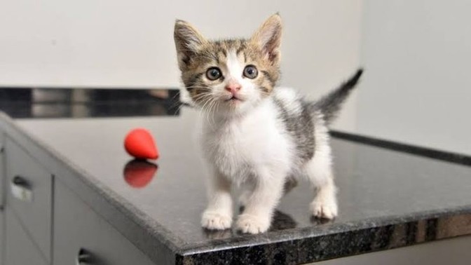 Yavru kedi sürekli ilgi ister mi?