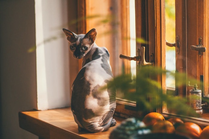 Kedi tüyüne alerjisi olup kedileri çok seven insanlar sfenks kedisi sahiplenebilir mi?