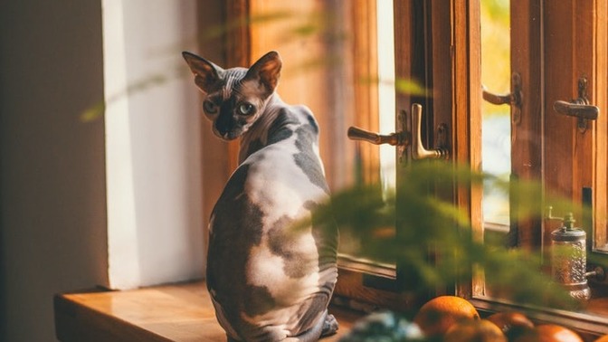 Kedi tüyüne alerjisi olup kedileri çok seven insanlar sfenks kedisi sahiplenebilir mi?