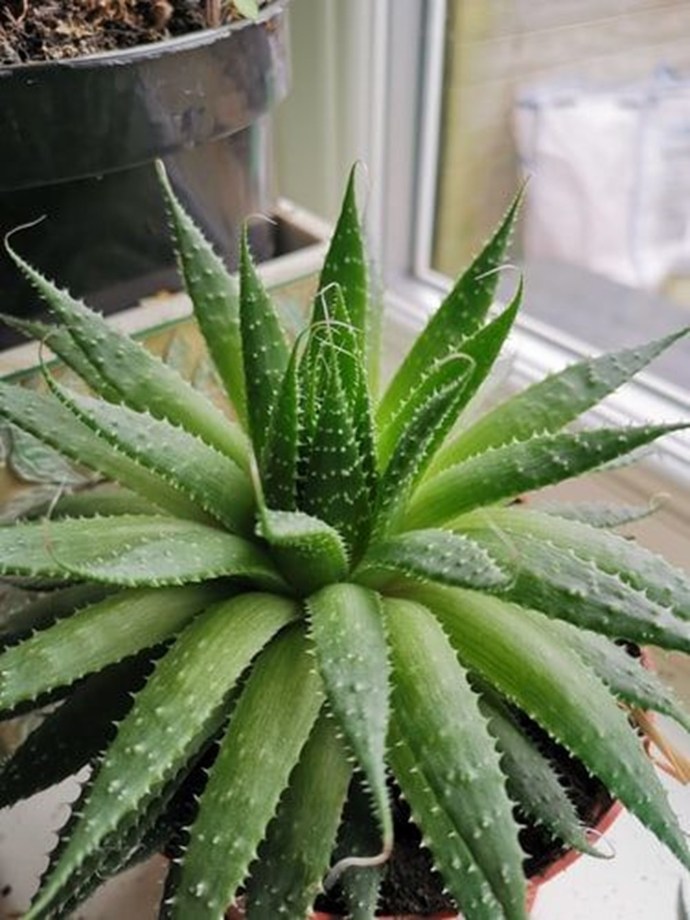 Aloe Vera 🌼