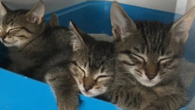 Bu üç erkek kedinin adı sizce ne olsun?