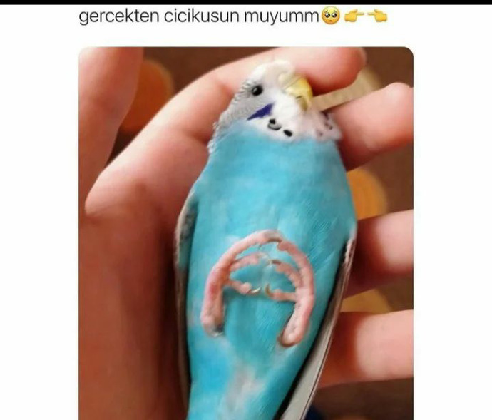 İltifat alınca nasıl bir hâl alıyorsunuz?