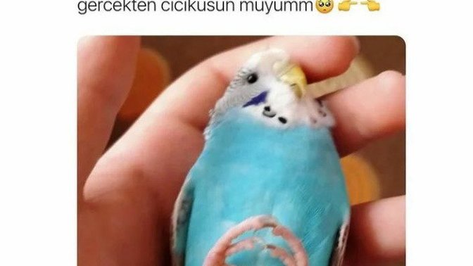 İltifat alınca nasıl bir hâl alıyorsunuz?