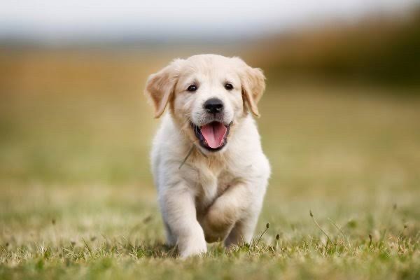 Köpekcik
