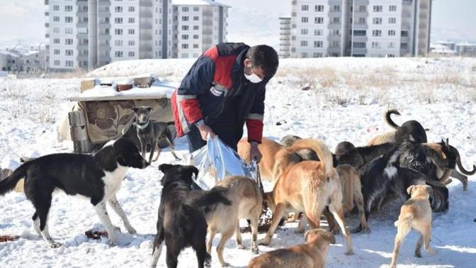 Ankara'da sokak hayvanları için yemek artıklarından mama üretilmeye başlandı. Bu uygulama hakkında ne düşünüyorsun?