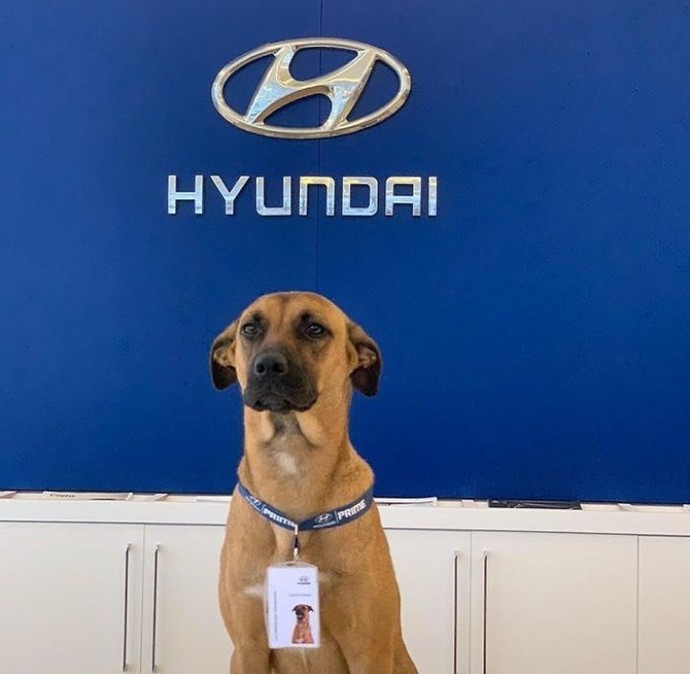 Sokak köpeğini işe alan firma hakkında ne düşünüyorsunuz?