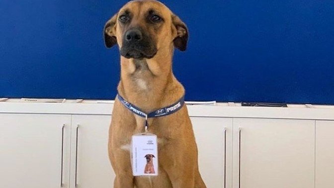 Sokak köpeğini işe alan firma hakkında ne düşünüyorsunuz?