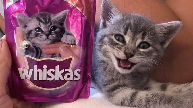 Evcil dostlarınız fotojenik mi?