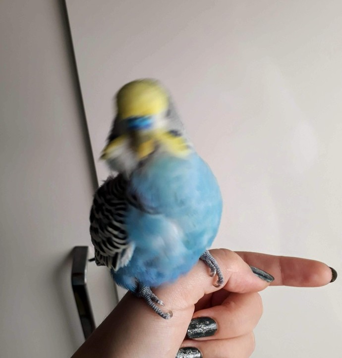 Hayvanlar fotoğraflarda nasıl bizden daha güzel çıkabiliyorlar?