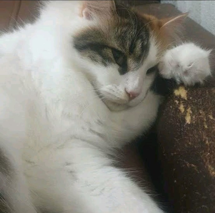 Sitede aşk acısı çekmeyen normal insanlardan kaldı mı?
