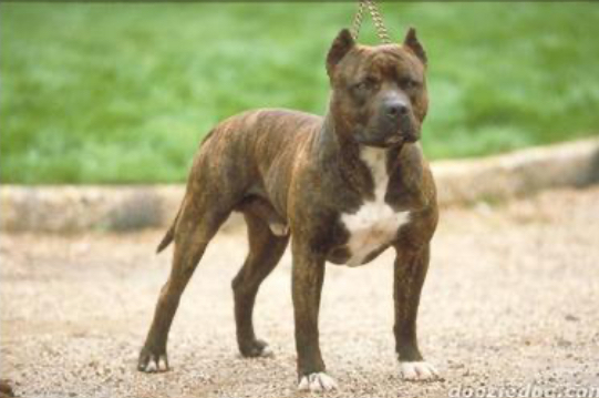Köpekler havlayıp koşarak sana doğru geliyor. Ne yaparsın?