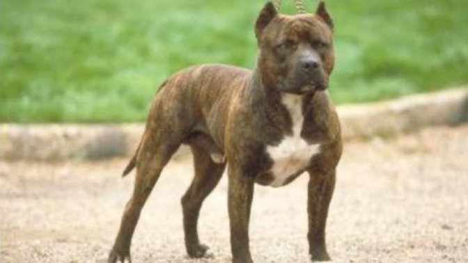 Köpekler havlayıp koşarak sana doğru geliyor. Ne yaparsın?