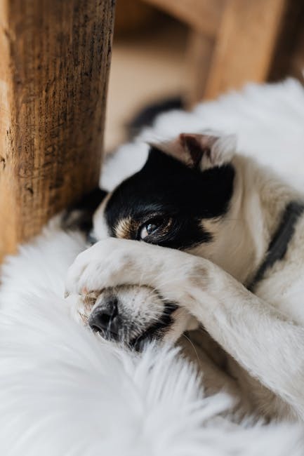 Köpeklerin beklenmedik olumsuz durumlar karşısında utanma hareketi yapması onların etik konularda hassas olduğunu gösterir mi?