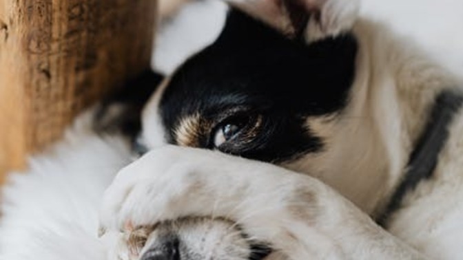 Köpeklerin beklenmedik olumsuz durumlar karşısında utanma hareketi yapması onların etik konularda hassas olduğunu gösterir mi?