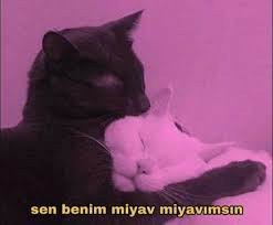 Sevdiğiniz için miyavlar mısınız?
