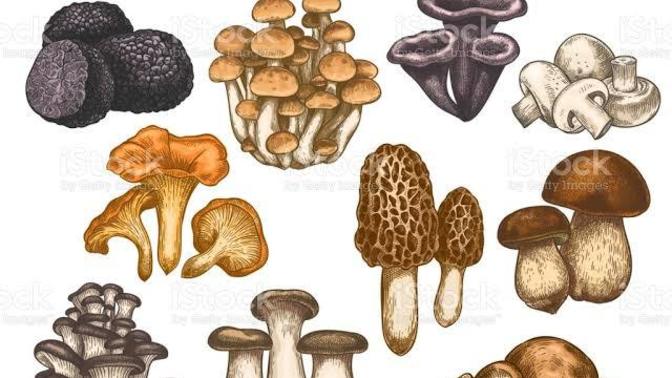 Hangi mantar çeşitlerini denediniz? En sevdiğiniz çeşidi nedir?