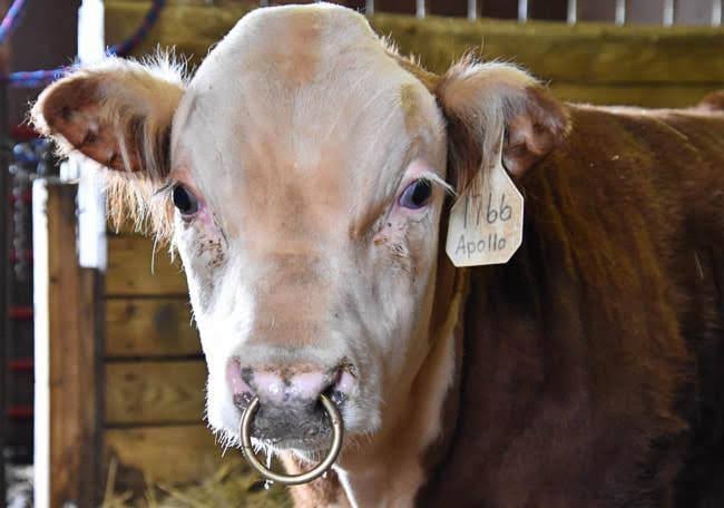Bu tarz septum piercingler sizce nasıl duruyor?