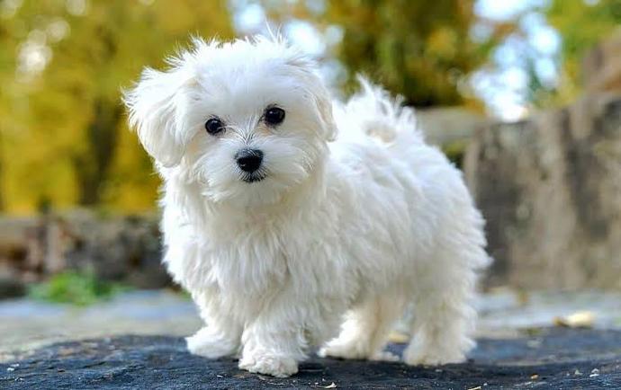 Köpekleri sever misiniz?
