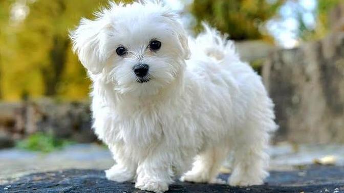 Köpekleri sever misiniz?