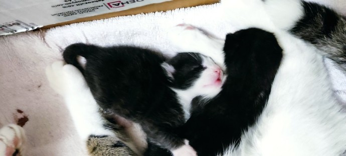 Kedi isteyen var mı?