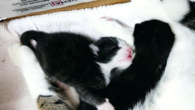 Kedi isteyen var mı?