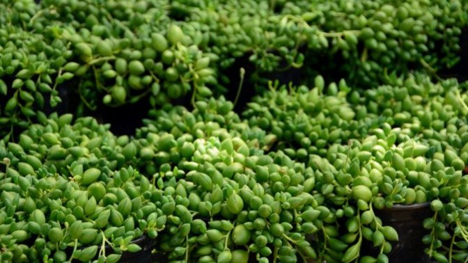 Tesbih çiçeği bakımı nasıl yapılır? Sulama ve çoğaltma adımları nelerdir?