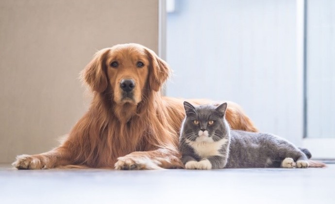 Kedi ve köpeğin beraber yaşaması mümkün mü?