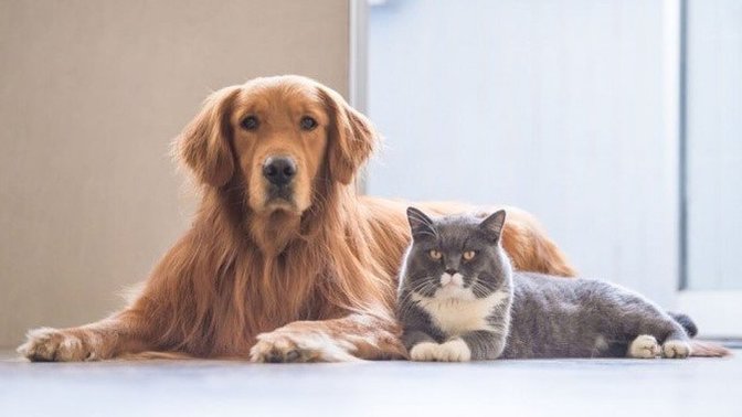 Kedi ve köpeğin beraber yaşaması mümkün mü?
