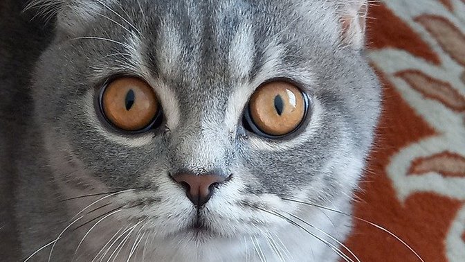 6 aylık kedi bakımı nasıl olmalı?