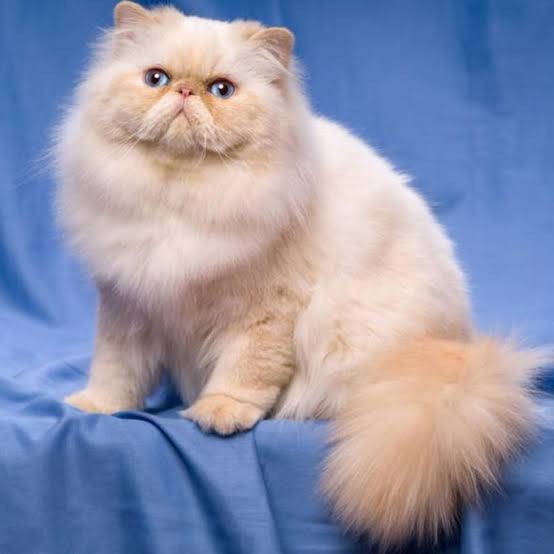 Sizce dünyanın en tatlı kedi türü hangisi?