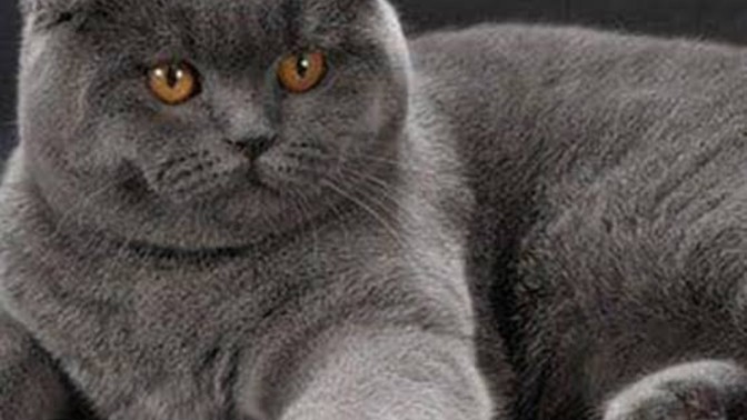 Sizce dünyanın en tatlı kedi türü hangisi?