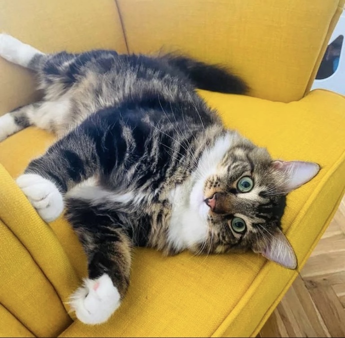 Bugün Dünya Kedi Günü! Bir patili fotoğrafıyla kutlayalım mı?