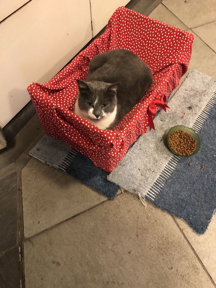 Bugün Dünya Kedi Günü! Bir patili fotoğrafıyla kutlayalım mı?
