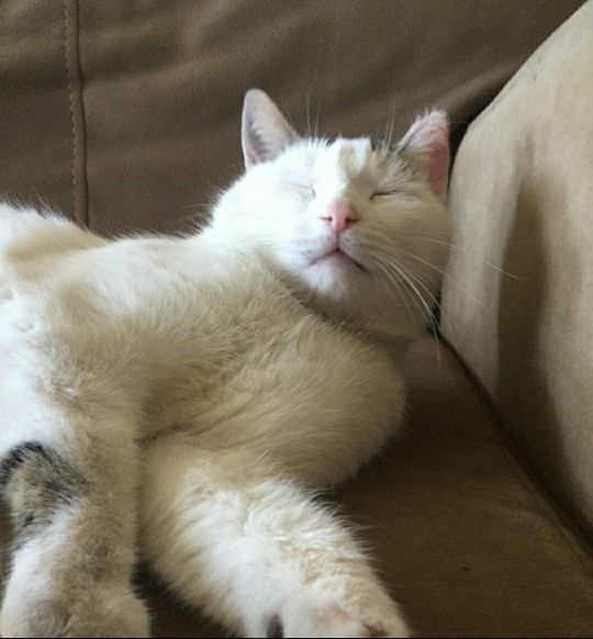 Bugün Dünya Kedi Günü! Bir patili fotoğrafıyla kutlayalım mı?