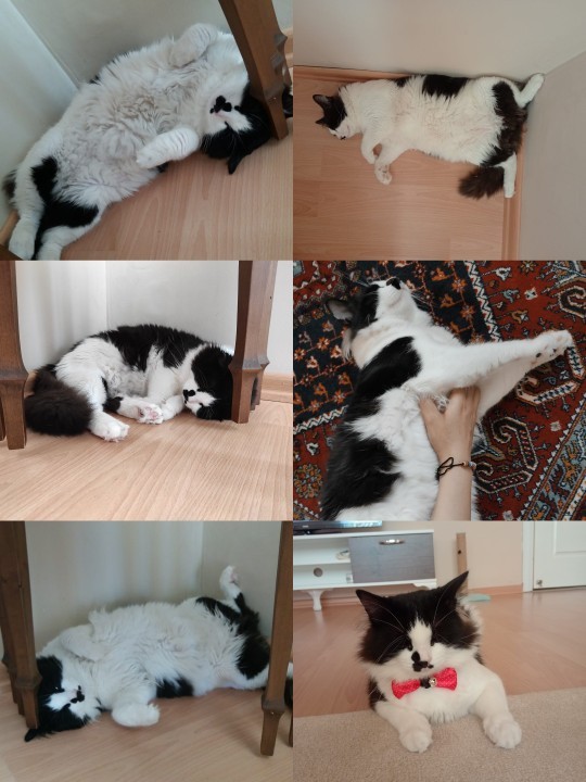 Bugün Dünya Kedi Günü! Bir patili fotoğrafıyla kutlayalım mı?