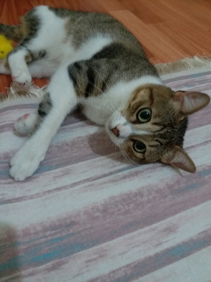 Bugün Dünya Kedi Günü! Bir patili fotoğrafıyla kutlayalım mı?