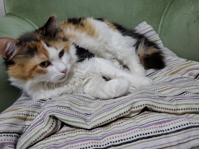 Bugün Dünya Kedi Günü! Bir patili fotoğrafıyla kutlayalım mı?
