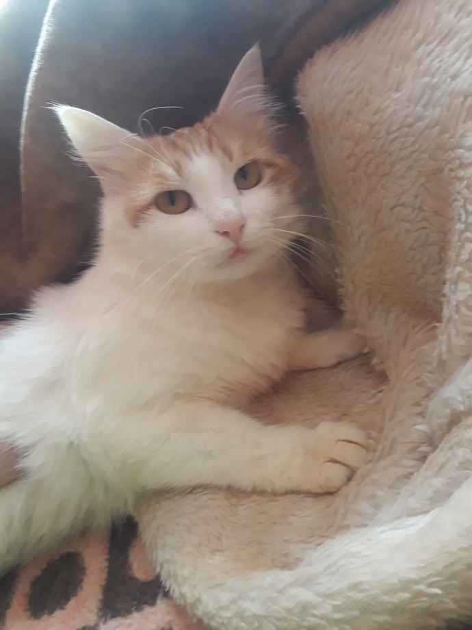 Bugün Dünya Kedi Günü! Bir patili fotoğrafıyla kutlayalım mı?
