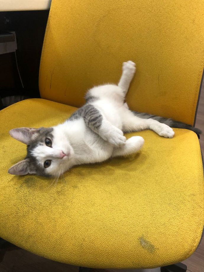 Bugün Dünya Kedi Günü! Bir patili fotoğrafıyla kutlayalım mı?