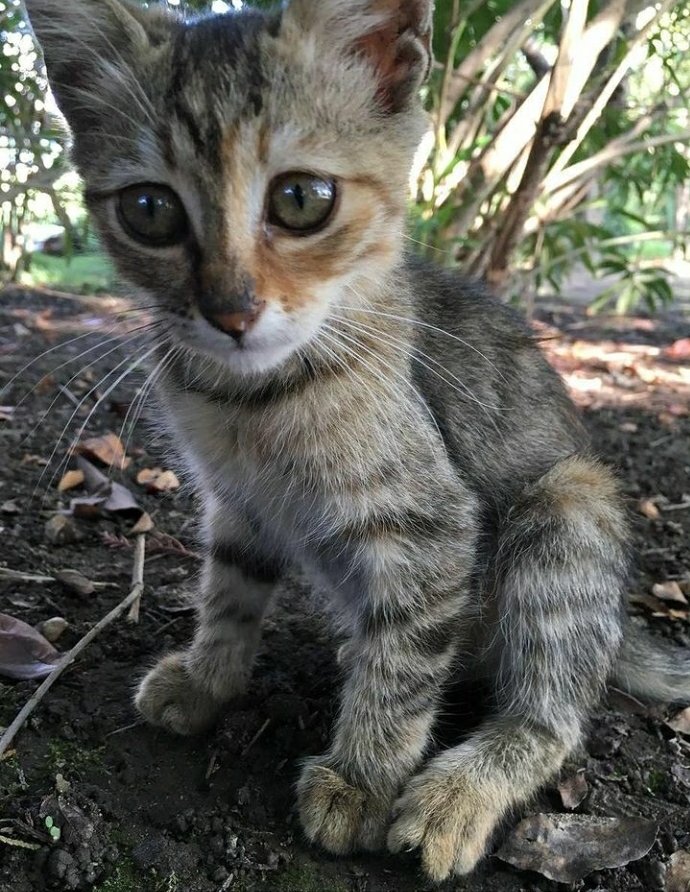 Bugün Dünya Kedi Günü! Bir patili fotoğrafıyla kutlayalım mı?