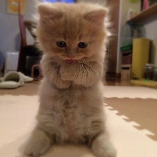 Bugün Dünya Kedi Günü! Bir patili fotoğrafıyla kutlayalım mı?