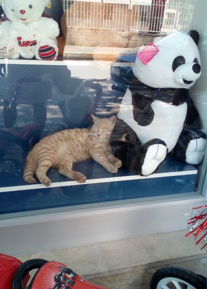 Bugün Dünya Kedi Günü! Bir patili fotoğrafıyla kutlayalım mı?