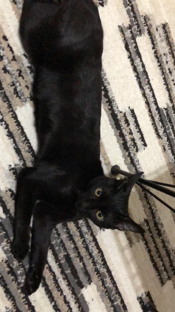 Bugün Dünya Kedi Günü! Bir patili fotoğrafıyla kutlayalım mı?
