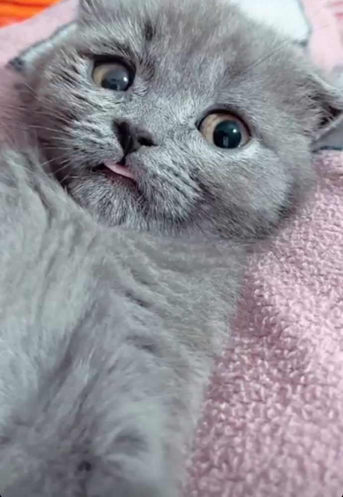 Bugün Dünya Kedi Günü! Bir patili fotoğrafıyla kutlayalım mı?