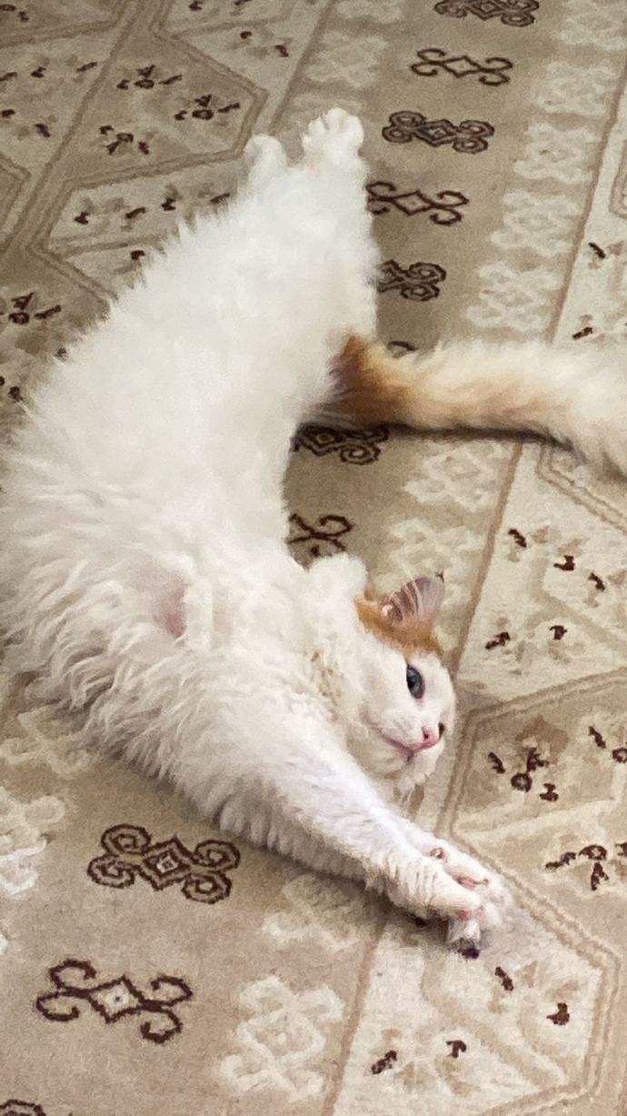Bugün Dünya Kedi Günü! Bir patili fotoğrafıyla kutlayalım mı?