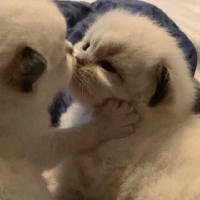 Bugün Dünya Kedi Günü! Bir patili fotoğrafıyla kutlayalım mı?