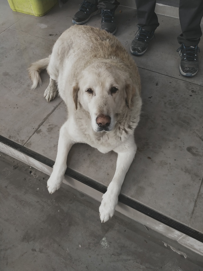 Bugün Dünya Kedi Günü! Bir patili fotoğrafıyla kutlayalım mı?